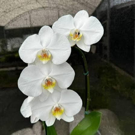 Orquídea Phalaenopsis